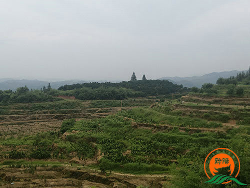 黔陽瞐大崇鄉黃桃產業園1